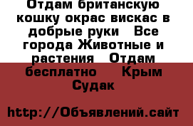 Отдам британскую кошку окрас вискас в добрые руки - Все города Животные и растения » Отдам бесплатно   . Крым,Судак